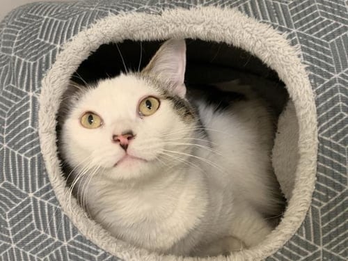 GUS GUS - Domestic Short Hair available for adoption
