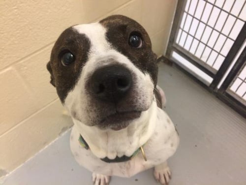 HAZELNUT - Pit Bull Terrier available for adoption