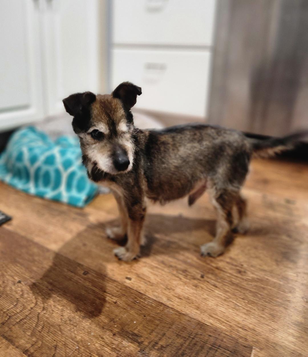 JENKINS - Yorkshire Terrier Yorkie / Miniature Schnauzer available for adoption