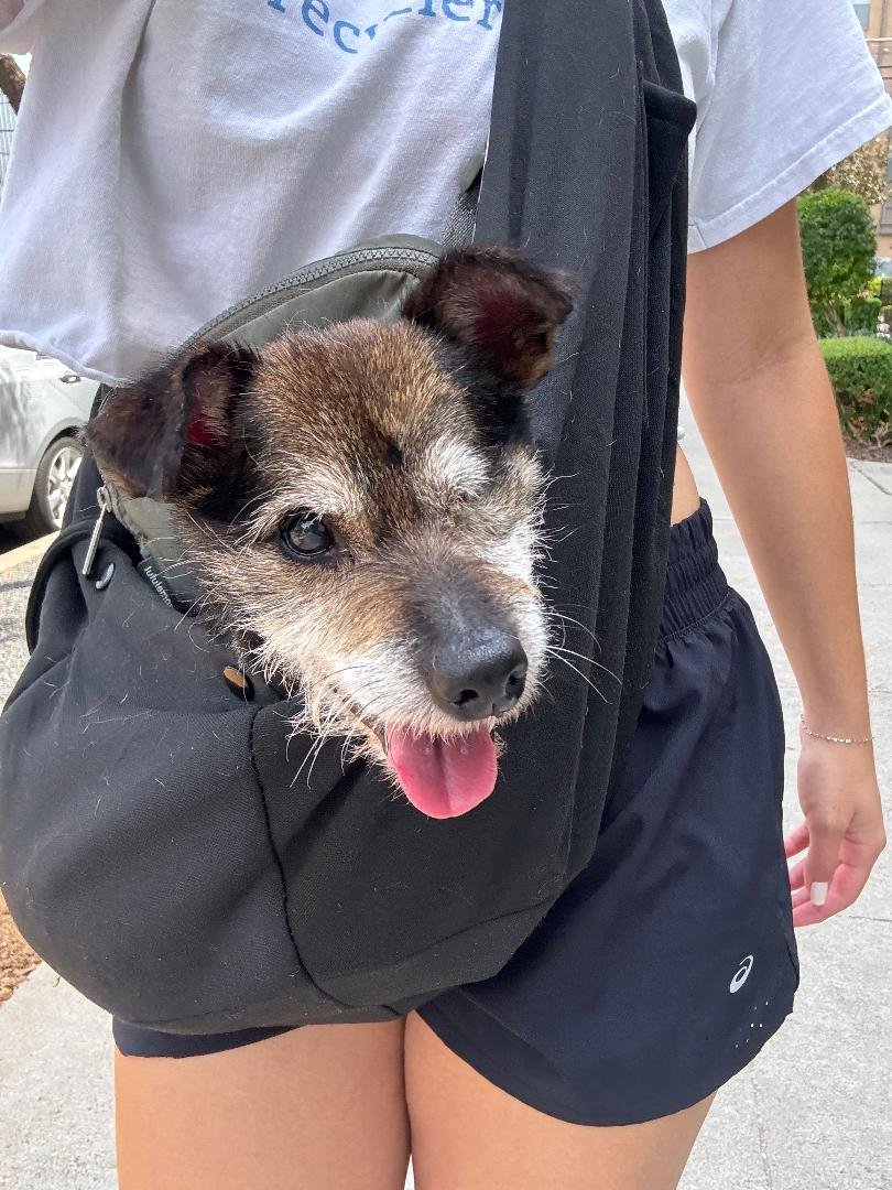 JENKINS - Yorkshire Terrier Yorkie / Miniature Schnauzer available for adoption