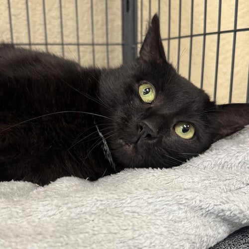 JET - Domestic Short Hair available for adoption