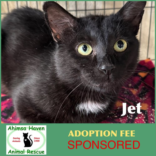 JET - Domestic Short Hair available for adoption