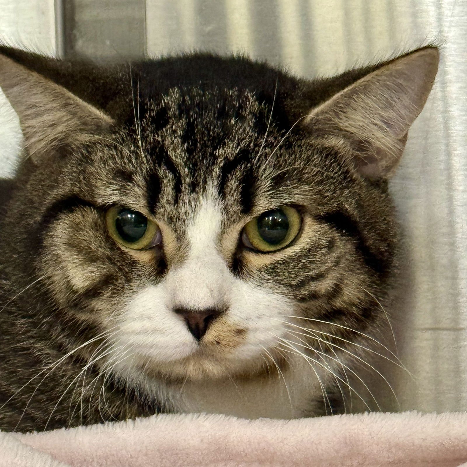 PRINCE - Domestic Short Hair / Tabby available for adoption