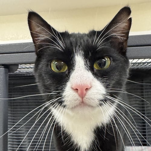 FENTON - Domestic Short Hair / Tuxedo available for adoption