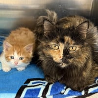 Bumble & Honeybell - Photo 1