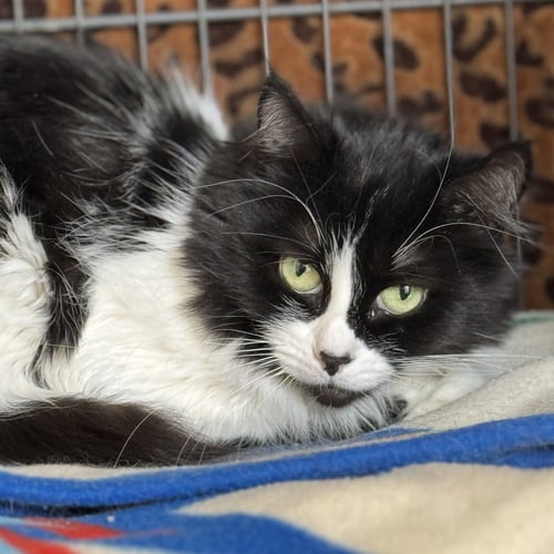 COOKIE - Domestic Medium Hair available for adoption