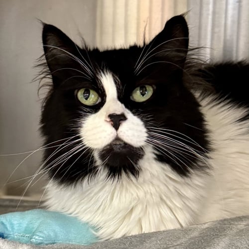 COOKIE - Domestic Medium Hair available for adoption