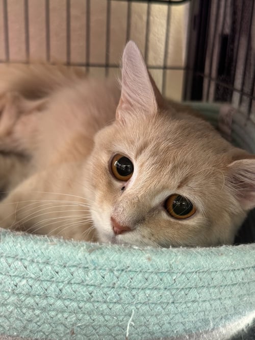 BAILEE - Domestic Medium Hair available for adoption