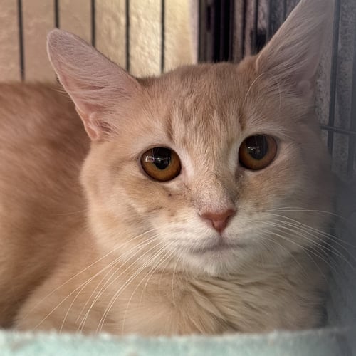 BAILEE - Domestic Medium Hair available for adoption