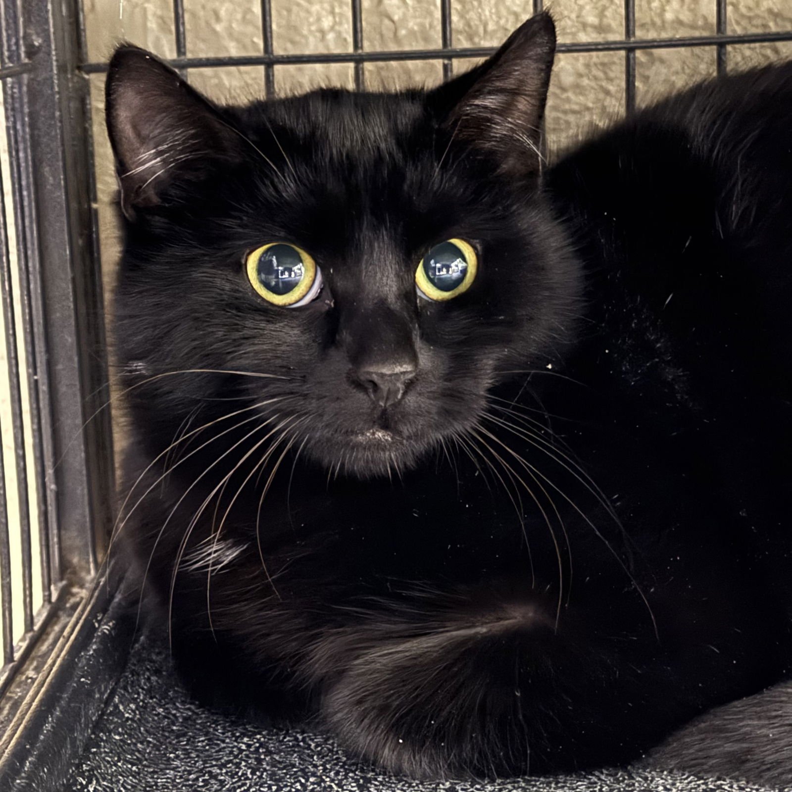 LESLIE - Domestic Medium Hair available for adoption