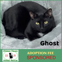 Ghost - Photo 1