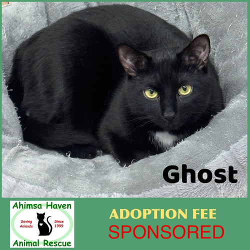 GHOST - Domestic Short Hair available for adoption