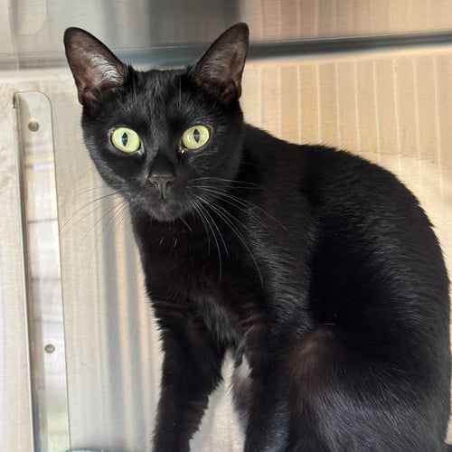 AKIRA - Domestic Short Hair for adoption in Nashua