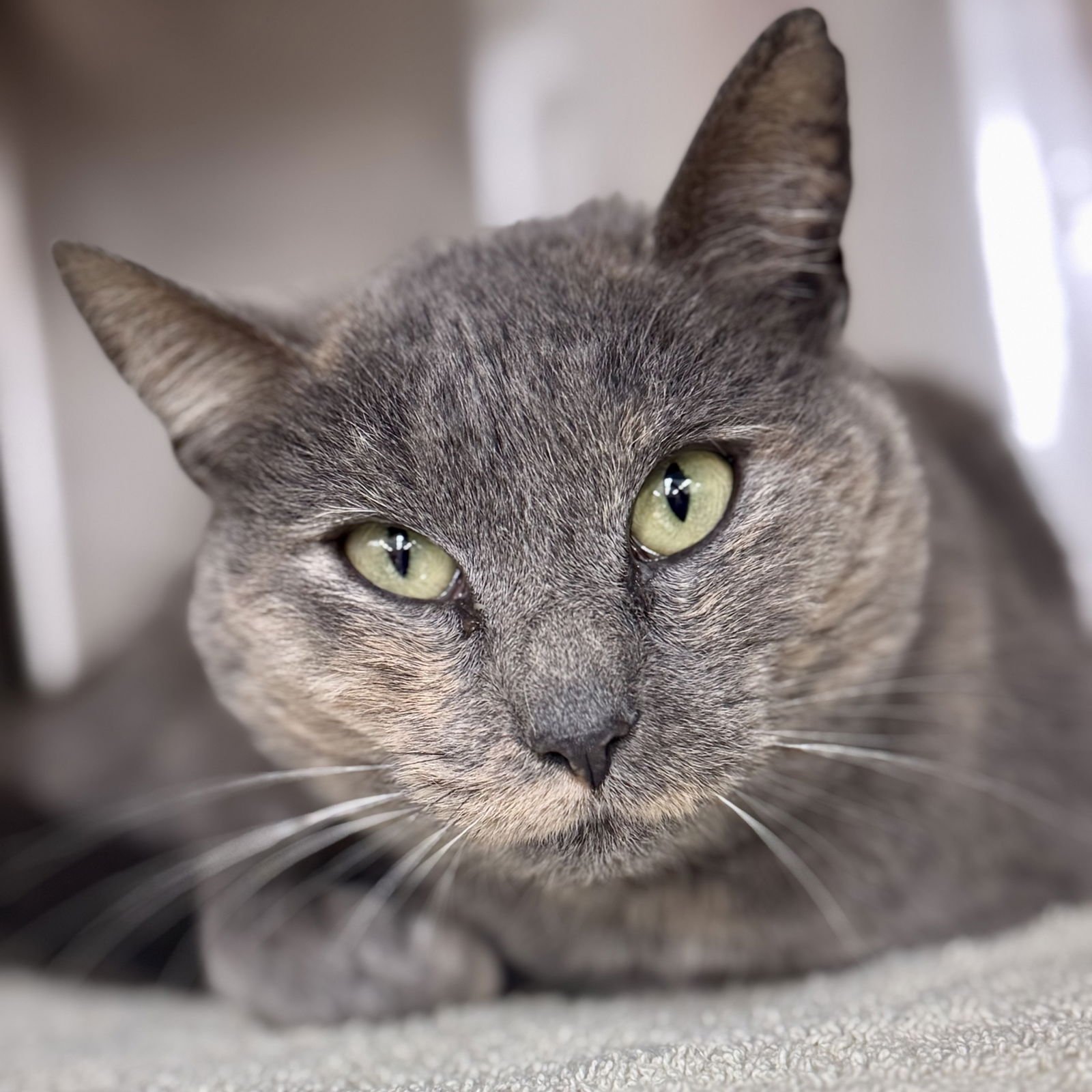 HUNNYBUN - Domestic Short Hair / Dilute Tortoiseshell available for adoption