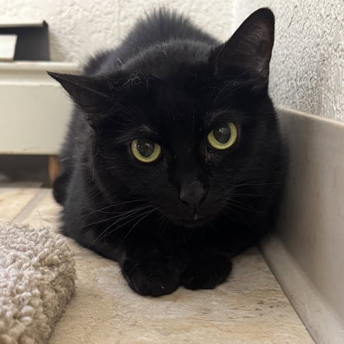 COCO - Domestic Short Hair available for adoption