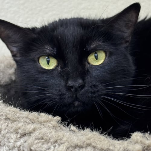 COCO - Domestic Short Hair available for adoption