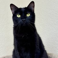 Coco - Photo 1
