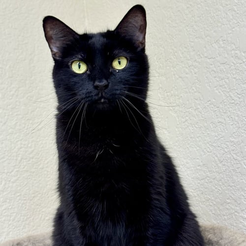 COCO - Domestic Short Hair available for adoption