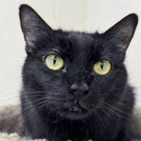 Coco - Photo 4