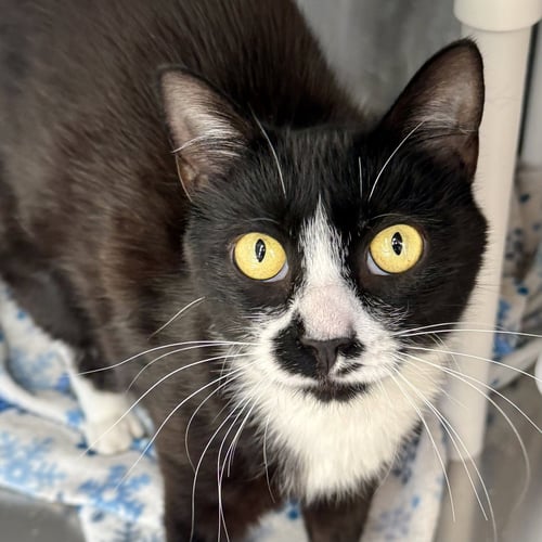 LILY - Domestic Short Hair / Tuxedo available for adoption
