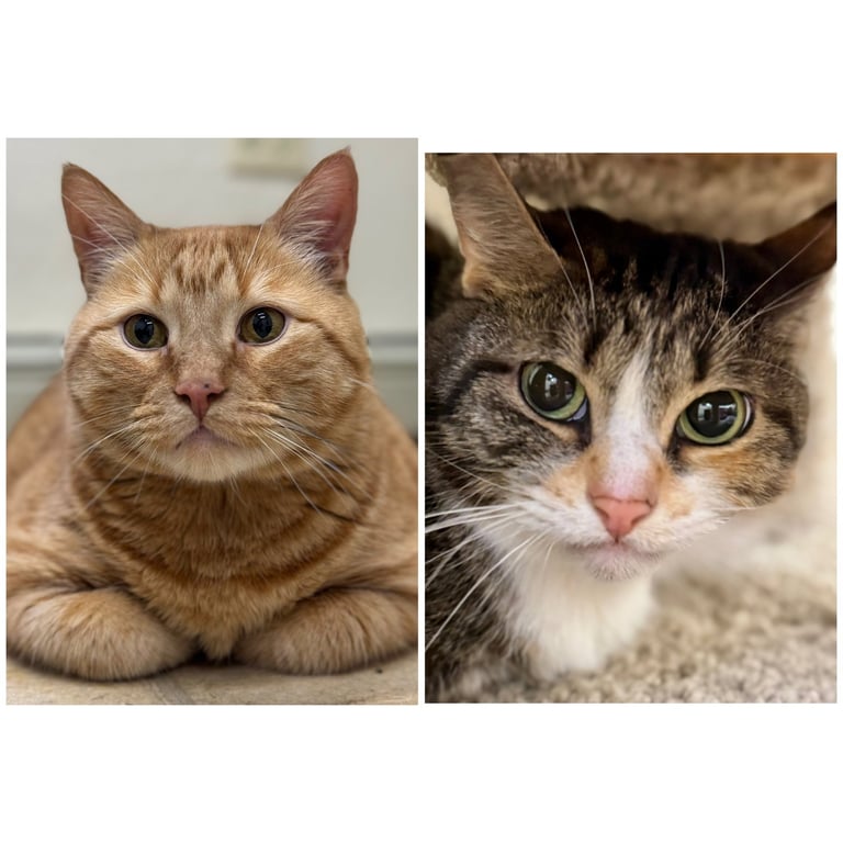 Mammas & Simba Image