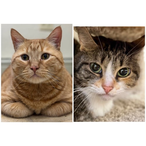 MAMMAS & SIMBA - Domestic Short Hair / Tabby available for adoption