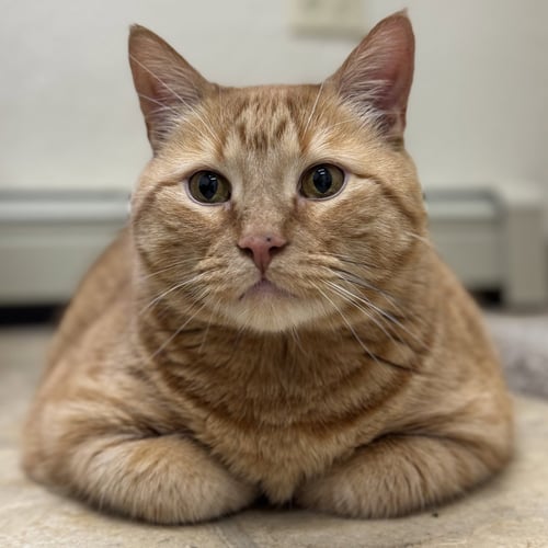 SIMBA
