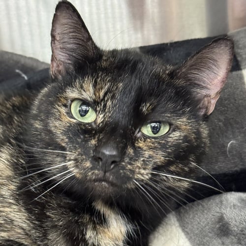 JUICE LEE - Domestic Short Hair / Tortoiseshell available for adoption