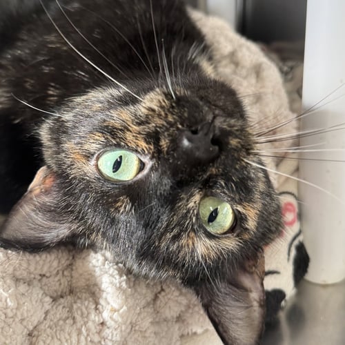 JUICE LEE - Domestic Short Hair / Tortoiseshell available for adoption