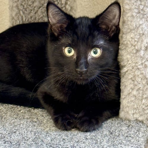 KAI - Domestic Short Hair for adoption in Nashua