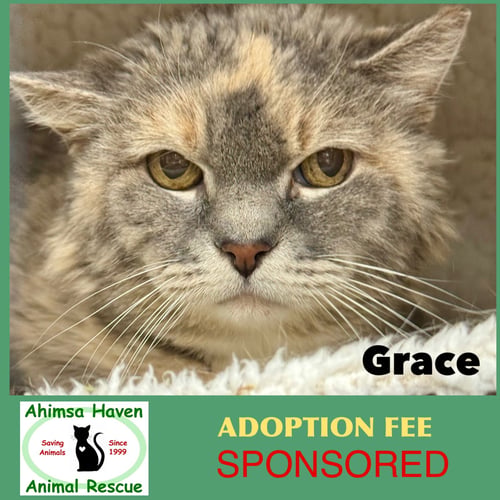 GRACE - Domestic Long Hair / Dilute Calico available for adoption