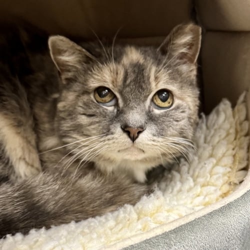 GRACE - Domestic Long Hair / Dilute Calico available for adoption