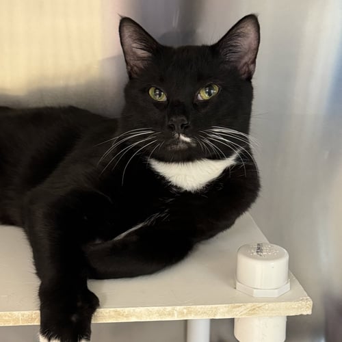 CUPCAKE - Domestic Short Hair / Tuxedo available for adoption