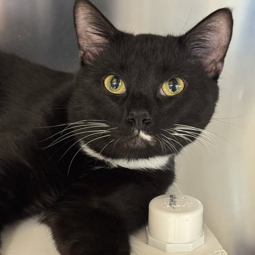 CUPCAKE - Domestic Short Hair / Tuxedo available for adoption