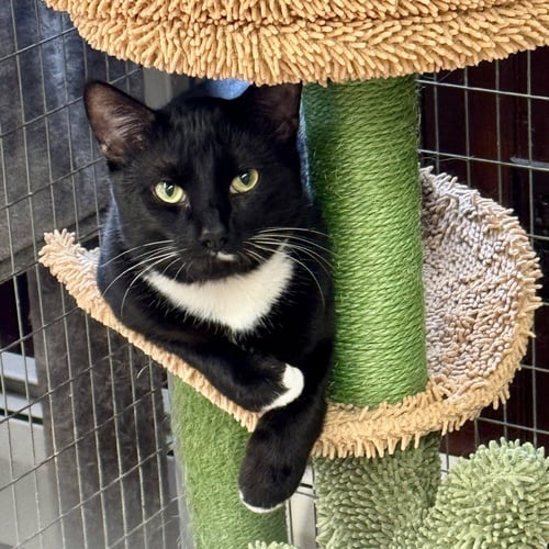 CUPCAKE - Domestic Short Hair / Tuxedo available for adoption