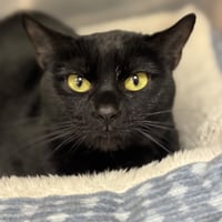 Luna - Photo 1