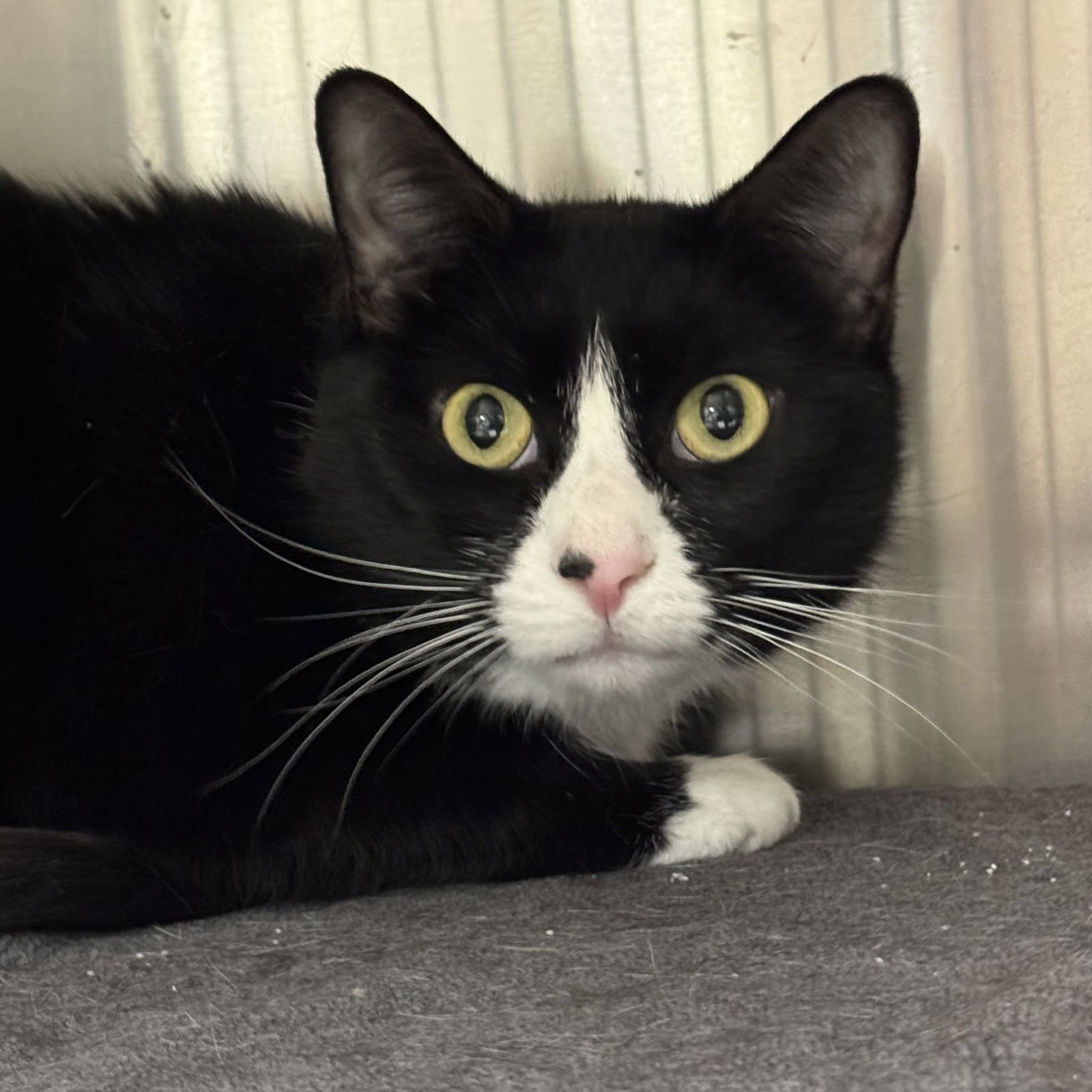 OREO - Domestic Short Hair / Tuxedo available for adoption