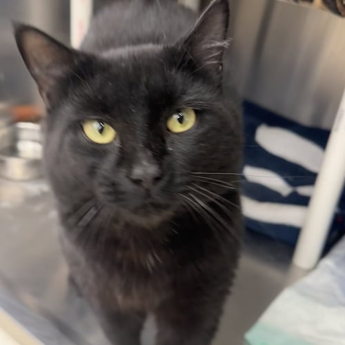 BLANCO - Domestic Short Hair available for adoption