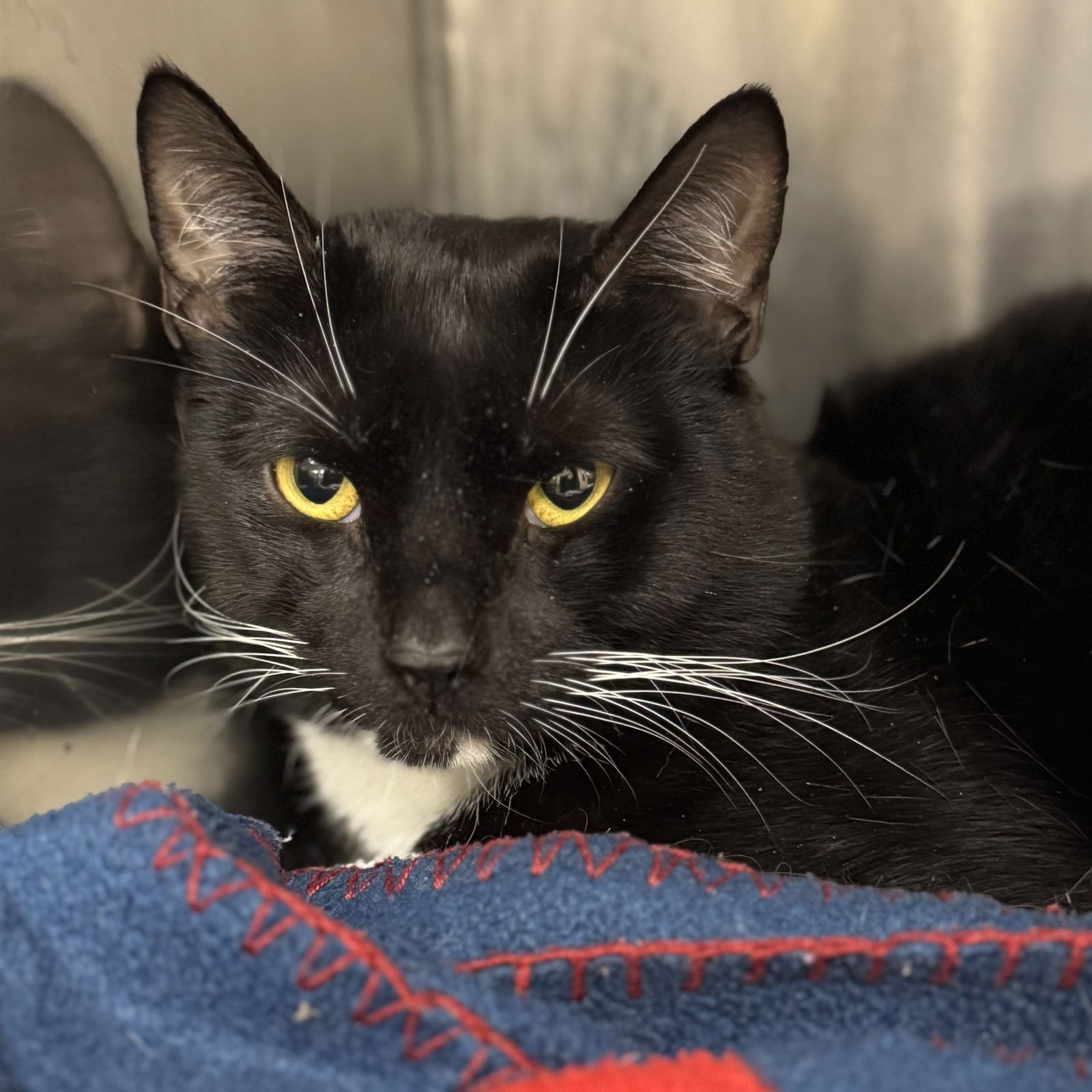 SPAZ - Domestic Short Hair / Tuxedo available for adoption