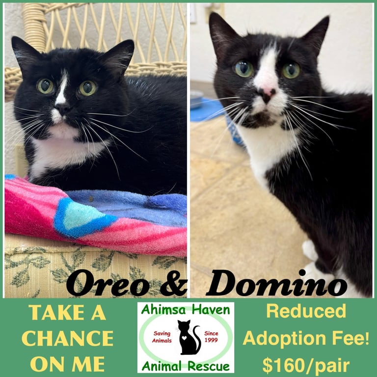 Oreo & Domino Image