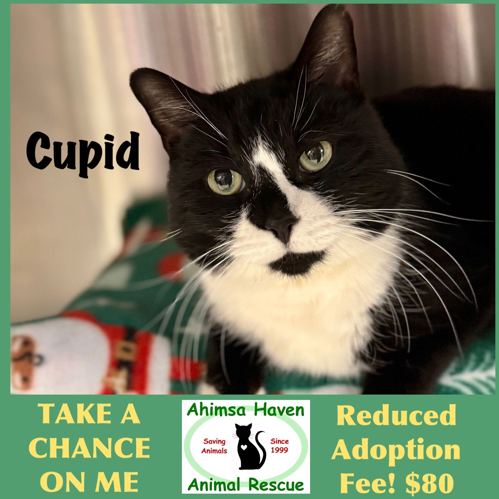 CUPID - Domestic Short Hair / Tuxedo available for adoption