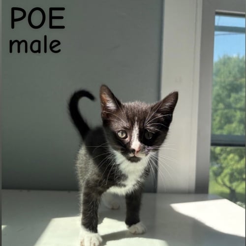 POE - Domestic Short Hair for adoption in Worcester