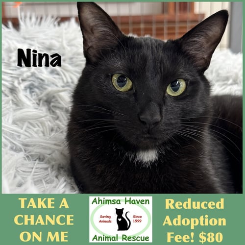 NINA - Domestic Short Hair available for adoption