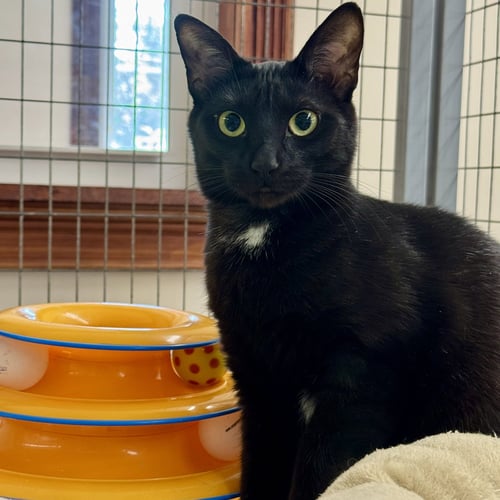 NINA - Domestic Short Hair available for adoption