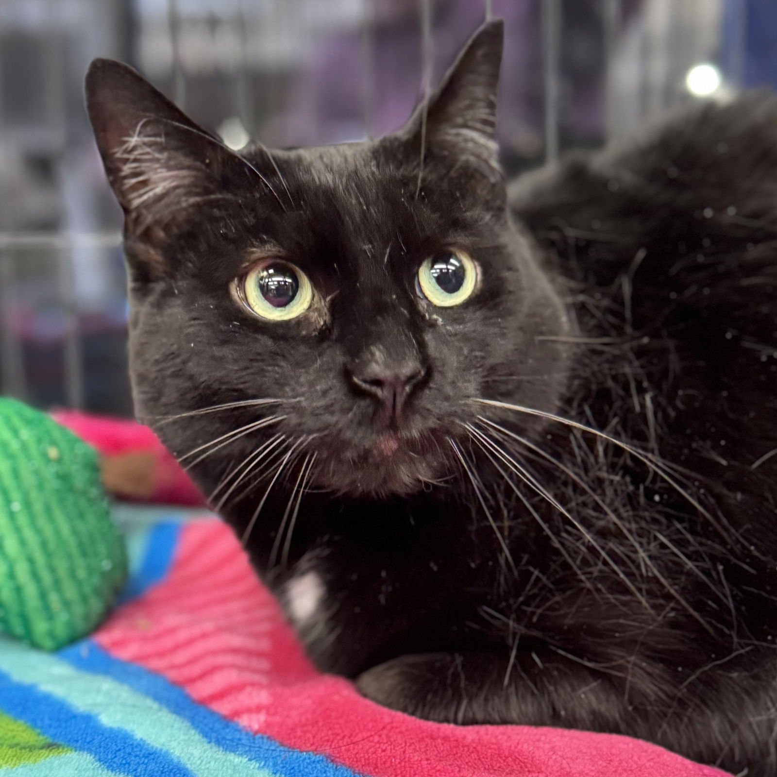 MILO - Domestic Short Hair available for adoption