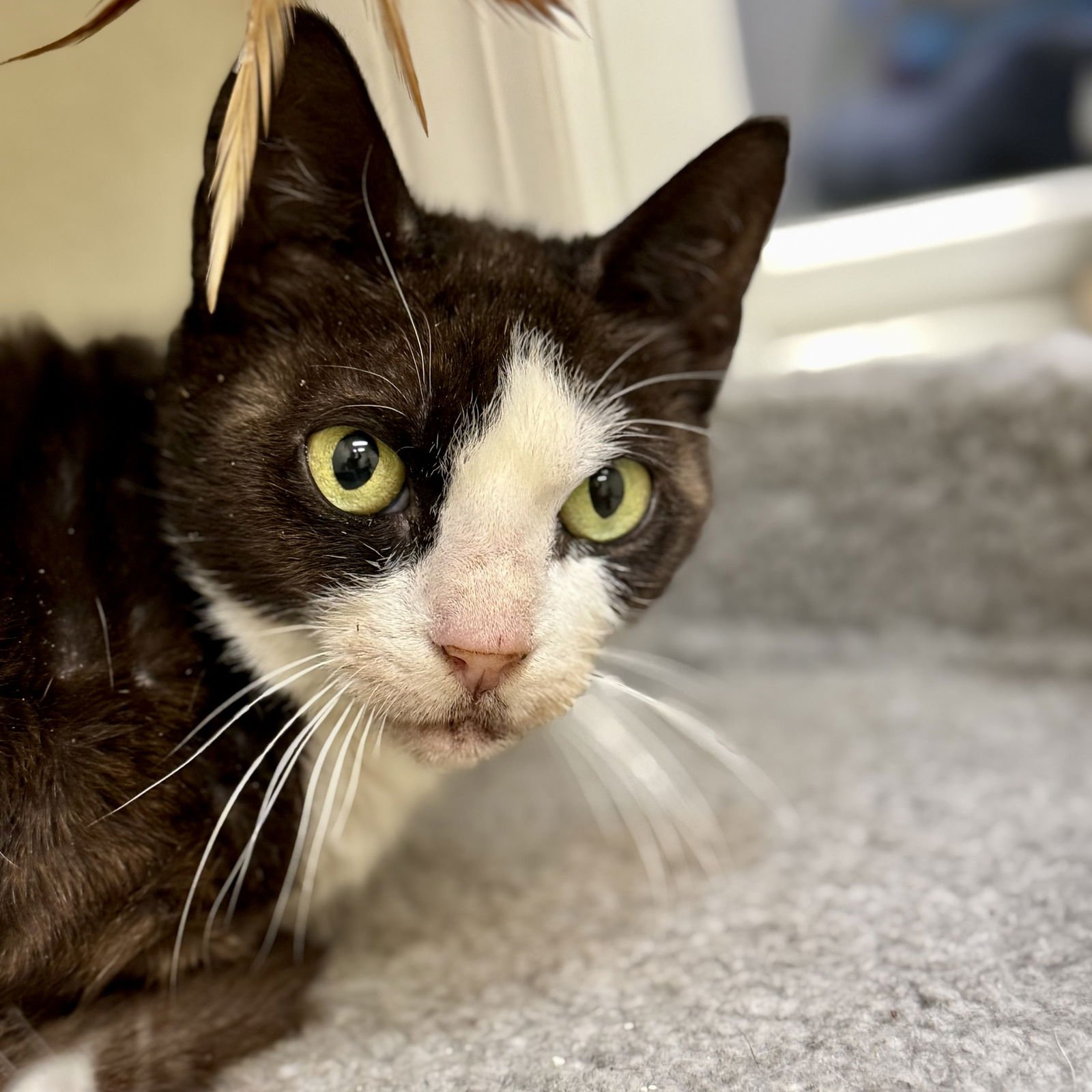 POPS - Domestic Short Hair / Tuxedo available for adoption