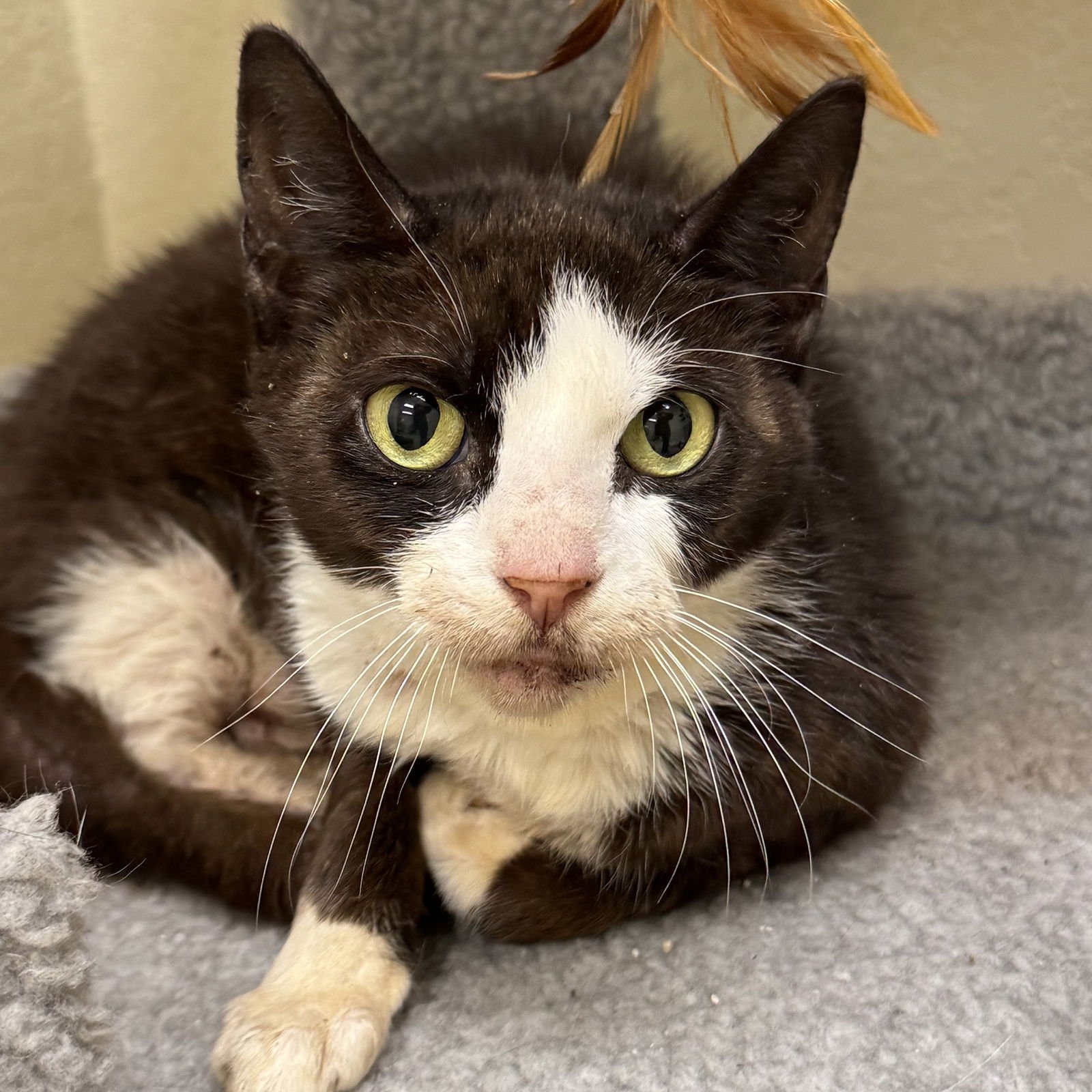 POPS - Domestic Short Hair / Tuxedo available for adoption