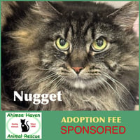 Nugget - Photo 1