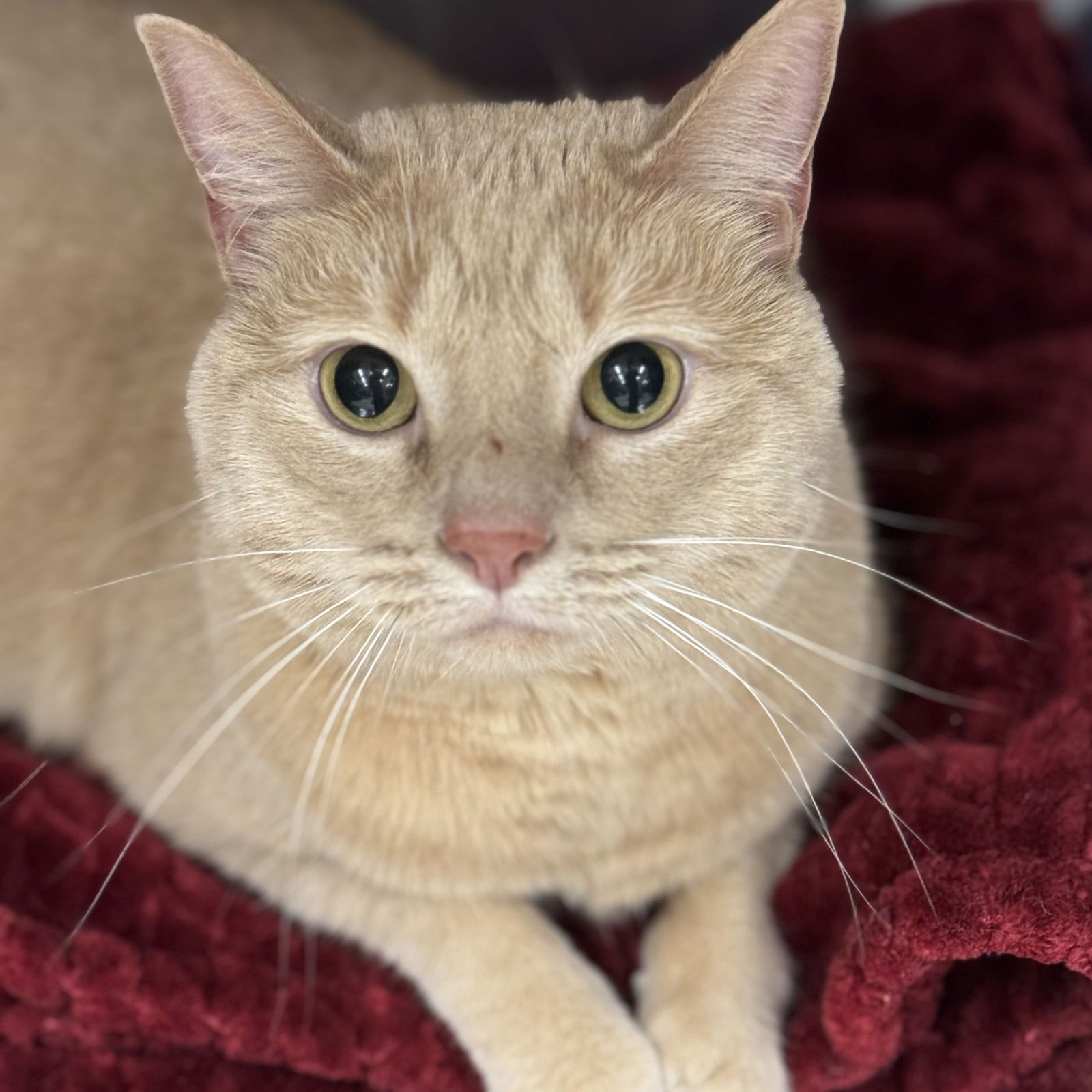 ENZO - Domestic Short Hair available for adoption