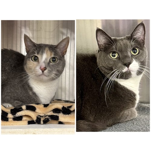 HERMAN AND LILY - Domestic Short Hair / Dilute Calico available for adoption